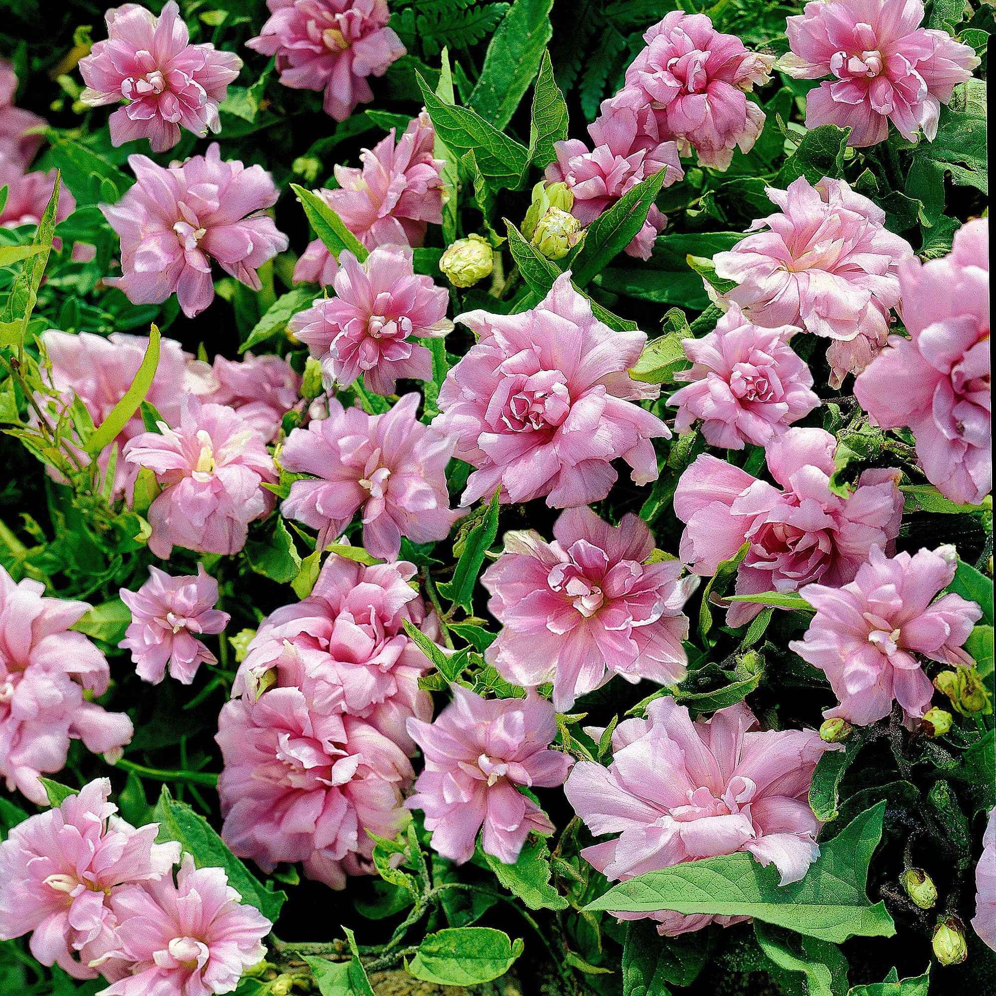 5x Dubbelkelkwinde Calystegia Flore Pleno roze - Bare rooted - Winterhard - Alle vaste tuinplanten