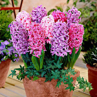 15 Hyacint The Spring Gemengde kleuren - Alle populaire bloembollen