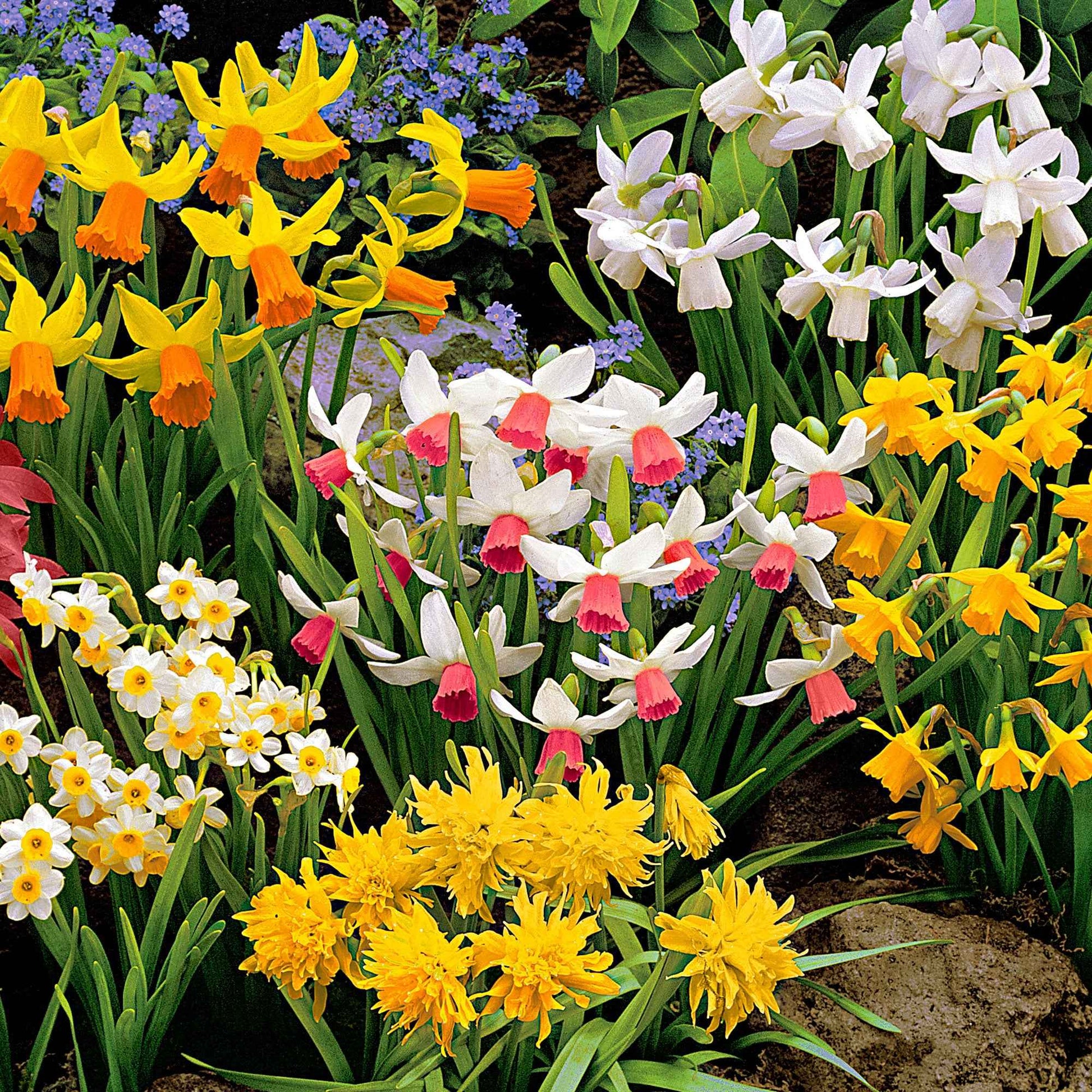 50x Mini-narcissen Narcissus - Mix The Miniatures - Winterhard - Alle bloembollen