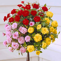 Stamroos Rosa Tricolor rood-roze-geel - Winterhard - Bare rooted - Plant eigenschap