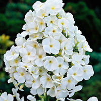 3x Vlambloem Phlox White Admiral wit - Bare rooted - Winterhard - Alle vaste tuinplanten