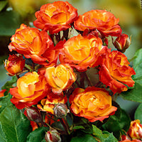 Stamroos Rosa Cuba Dance oranje-geel-rood - Bare rooted - Winterhard - Plant eigenschap