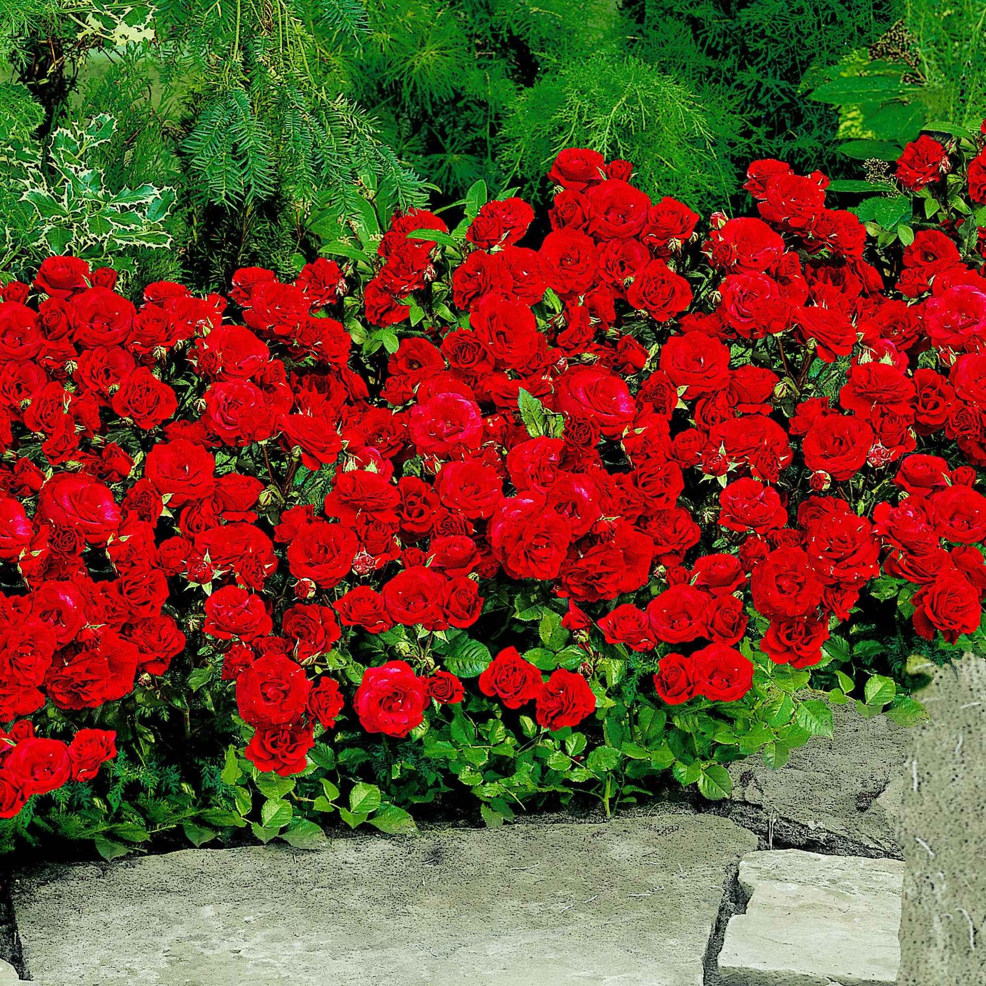 Trosroos Rosa Stromboli rood - Bare rooted - Winterhard - Haagrozen