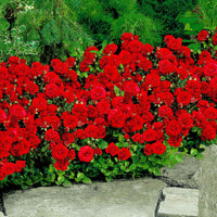 Trosroos Rosa Stromboli rood - Bare rooted - Winterhard - Heesters