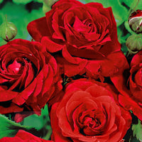 Trosroos Rosa Stromboli rood - Bare rooted - Winterhard - Plant eigenschap