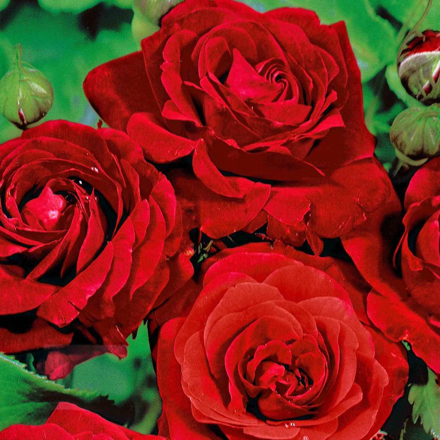 Trosroos Rosa Stromboli rood - Bare rooted - Winterhard - Plant eigenschap