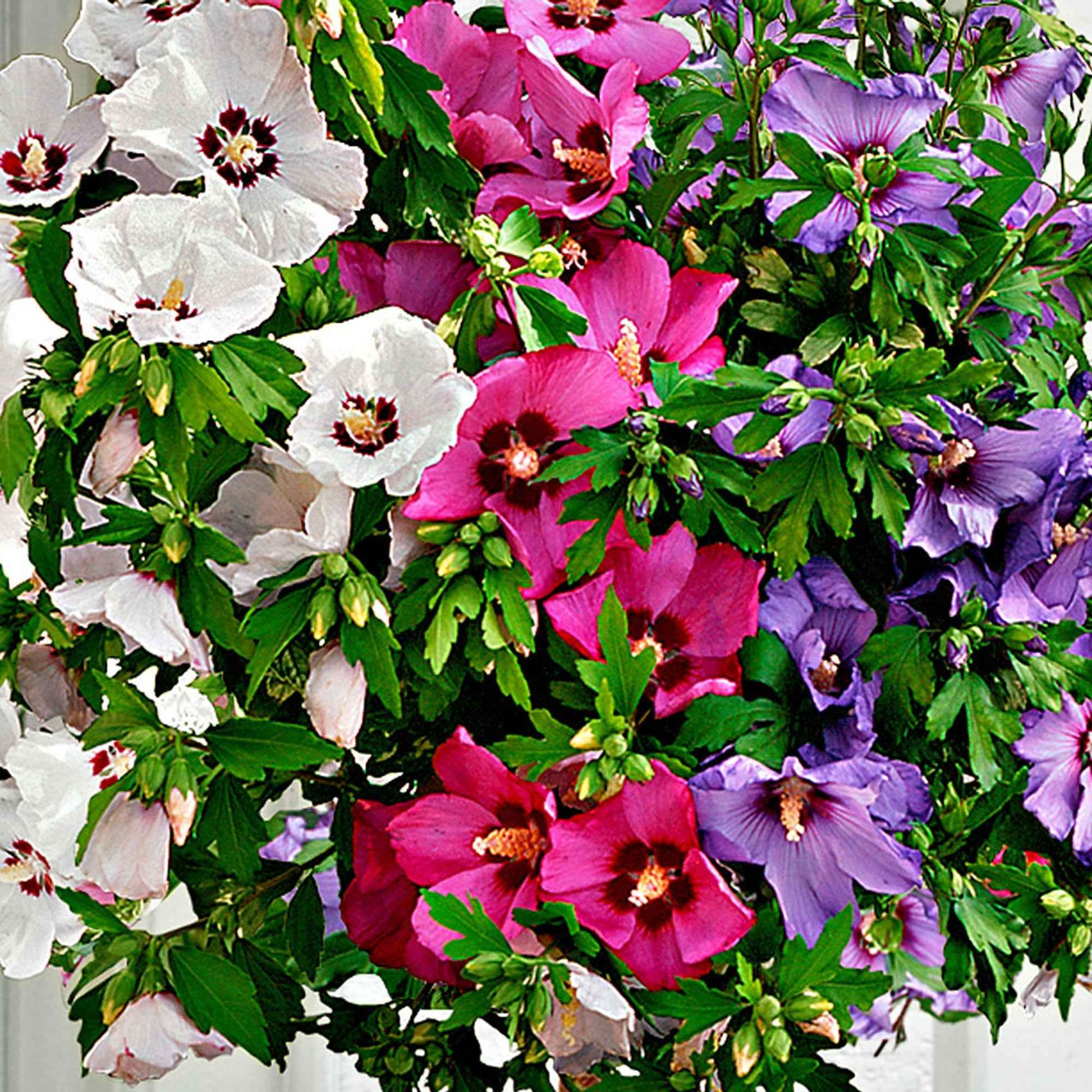 Altheastruik Hibiscus Hardy Hibiscus + Rose of Sharon + Rose Mallow wit-roze-paars - Winterhard - Heesters op stam