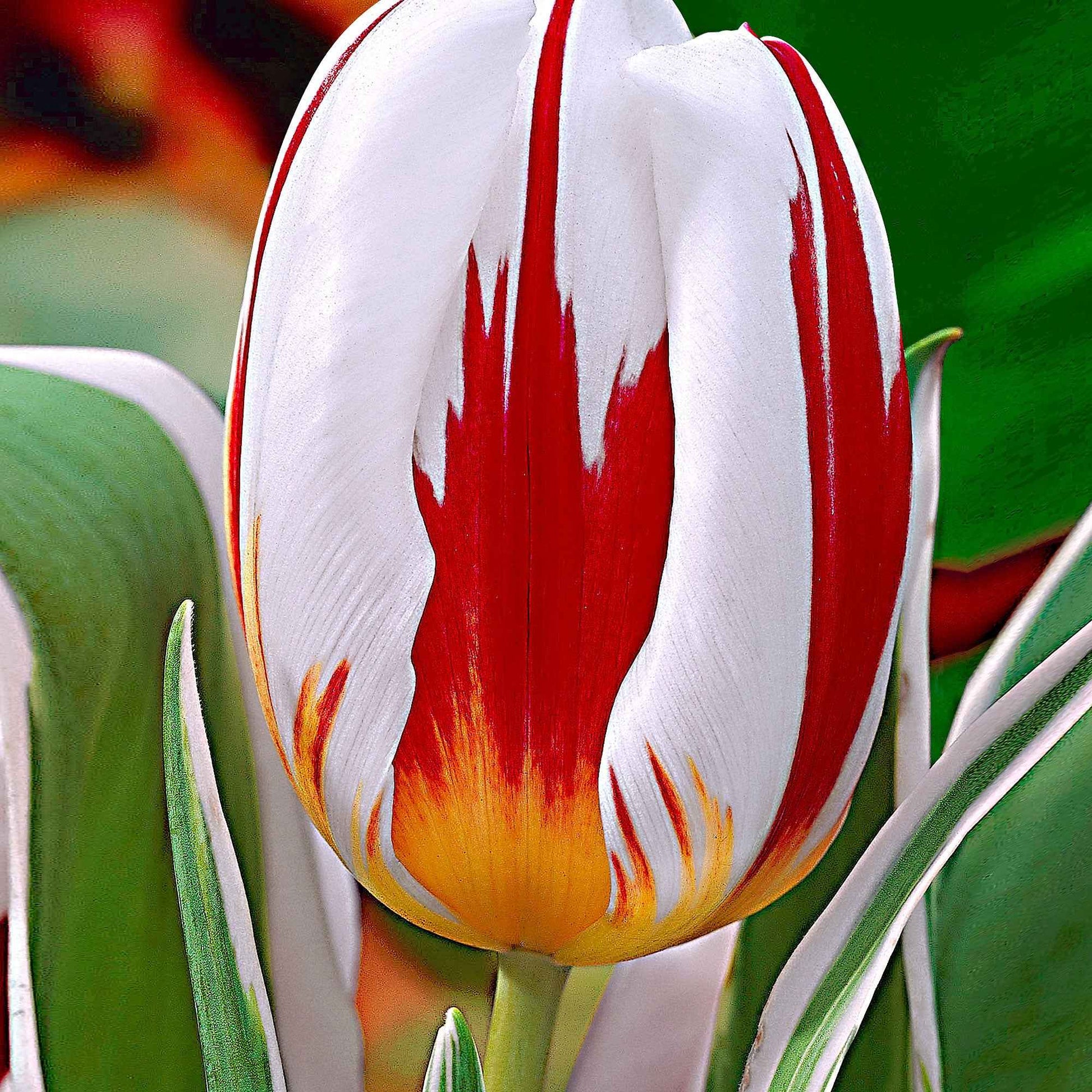 16x Tulpen Tulipa Happy Generation rood-wit - Alle bloembollen