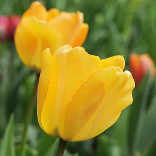 15x Tulpen Tulipa Daydream oranje - Alle bloembollen