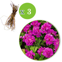 3 Ooievaarsbek Geranium ‘Birch Double’ Roze - Bare rooted - Winterhard - Plant eigenschap