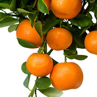 Calamondinboom Citrus mitis Calamondin Oranje - Fruitbomen