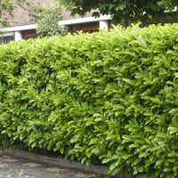 6x Laurierkers Prunus Novita - Bare rooted - Winterhard - Groenblijvende heesters