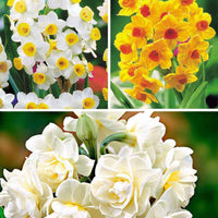 15x Narcissen Grand Soleil d Or , Avalanche en Erlicheer - Alle bloembollen