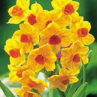 15x Narcissen Grand Soleil d Or , Avalanche en Erlicheer - Alle populaire bloembollen