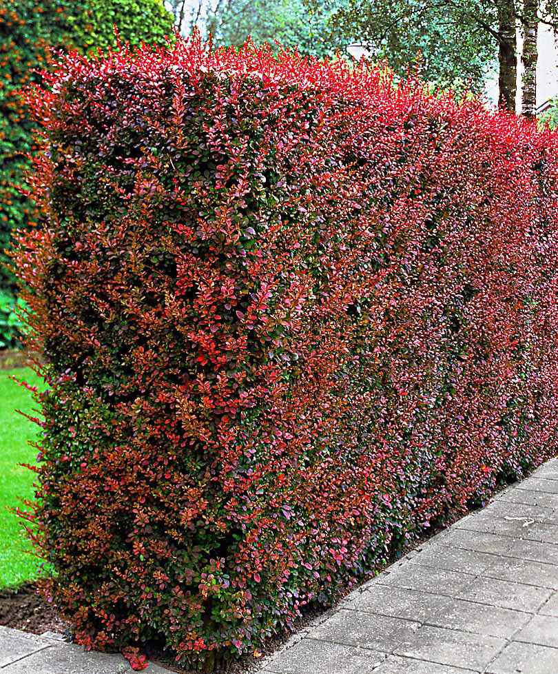 6x Zuurbes Berberis Atropurpurea rood - Bare rooted - Winterhard - Vaste planten