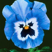 Viooltjes Joker Light Blue F2 - Eetbare bloemen
