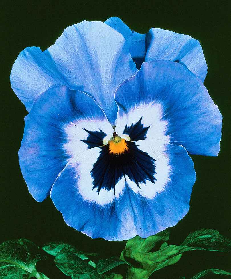 Viooltjes Joker Light Blue F2 - Eetbare bloemen