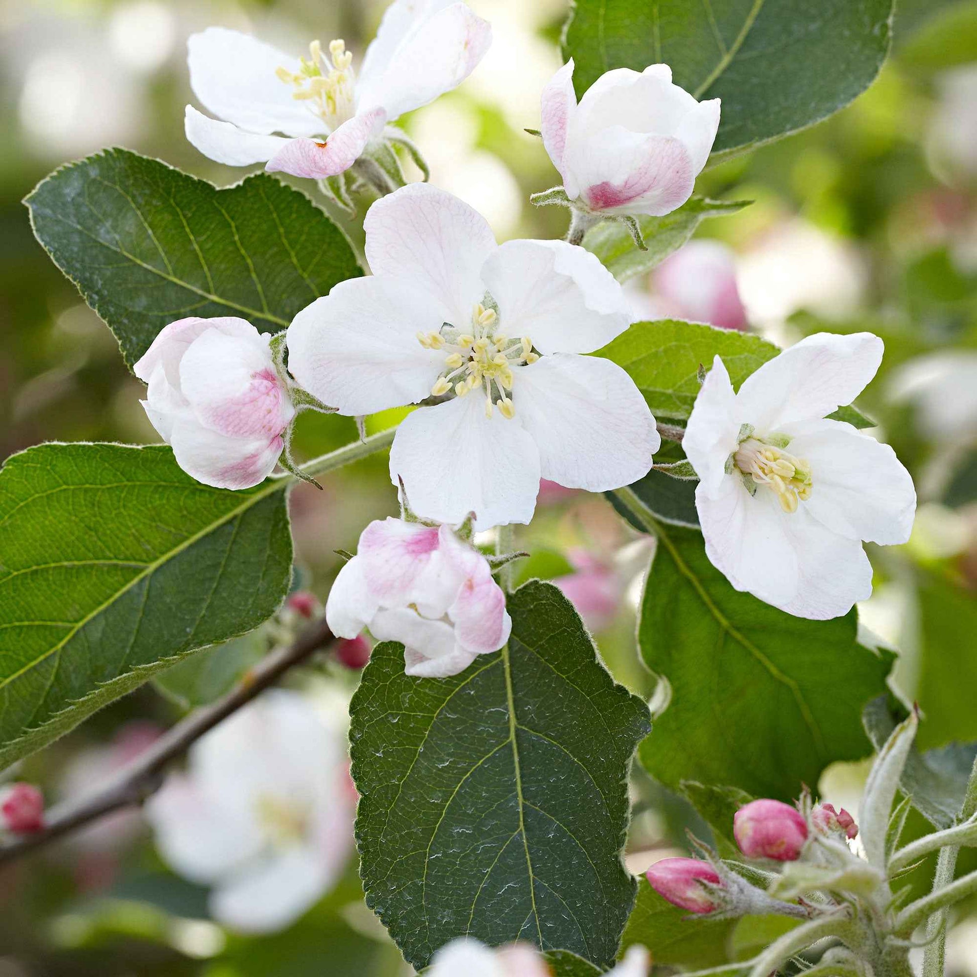 Appelboom Malus Jonagold - Winterhard - Fruitbomen