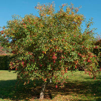 Appelboom Malus Jonagold - Winterhard - Appels
