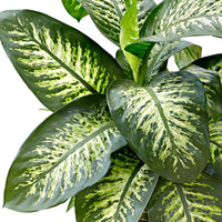 Dieffenbachia Tropic Snow XL - Huiskamerplanten