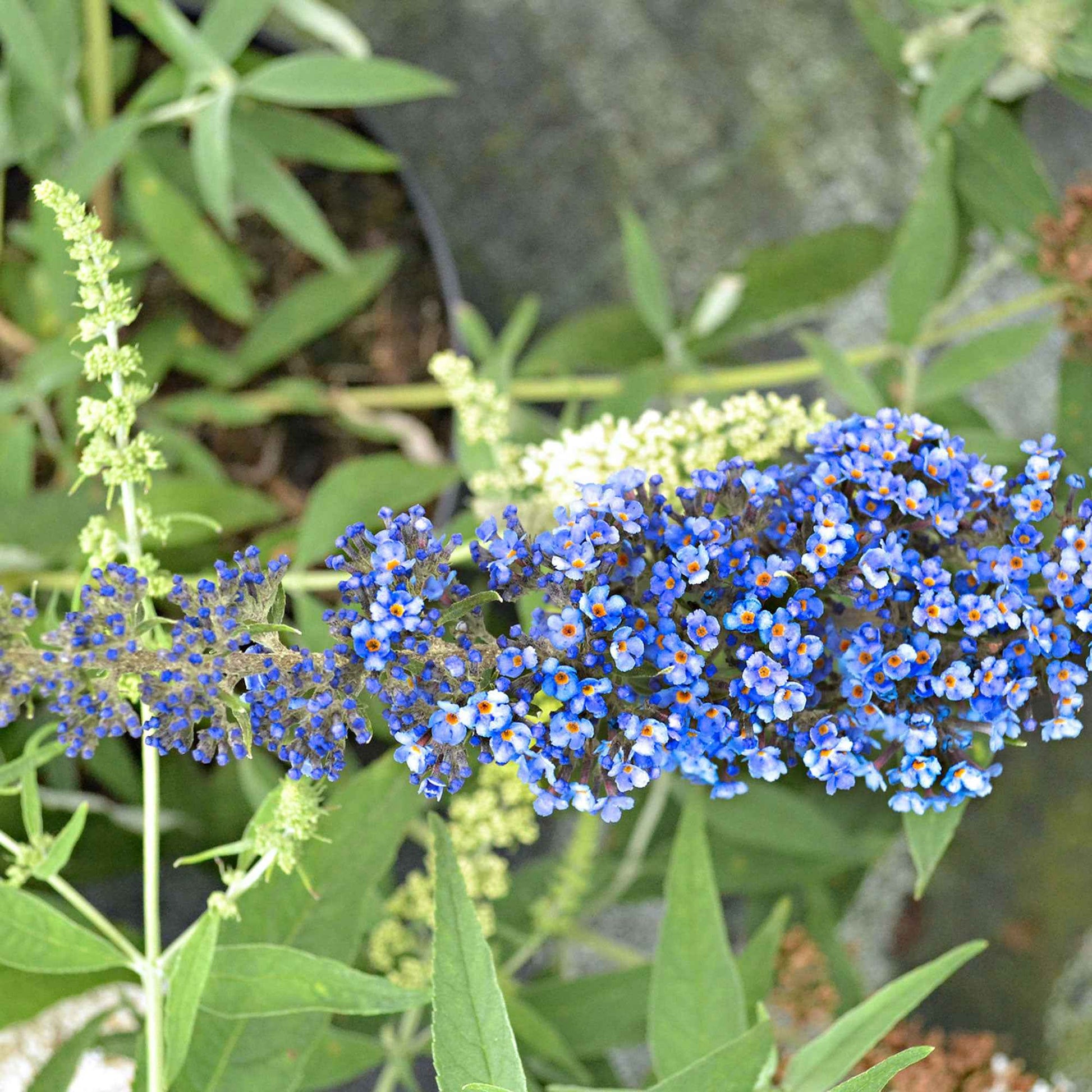 3x Vlinderstruik Buddleja Lilac Turtle + White Swan + Blue Sarah blauw-paars-wit - Winterhard - Bloeiende tuinplanten