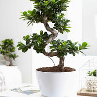 Bonsai Ficus Ginseng S-vorm - Alle makkelijke kamerplanten