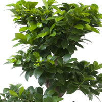 Bonsai Ficus Ginseng S-vorm - Ficus