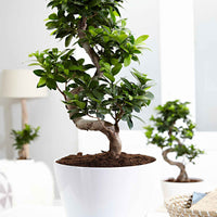 Bonsai Ficus Ginseng S-vorm incl. sierpot wit - Alle makkelijke kamerplanten