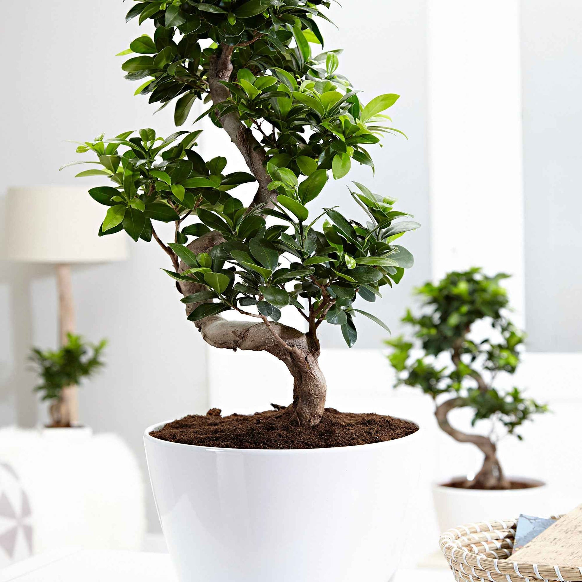 Bonsai Ficus Ginseng S-vorm incl. sierpot wit - Binnenplanten in sierpot