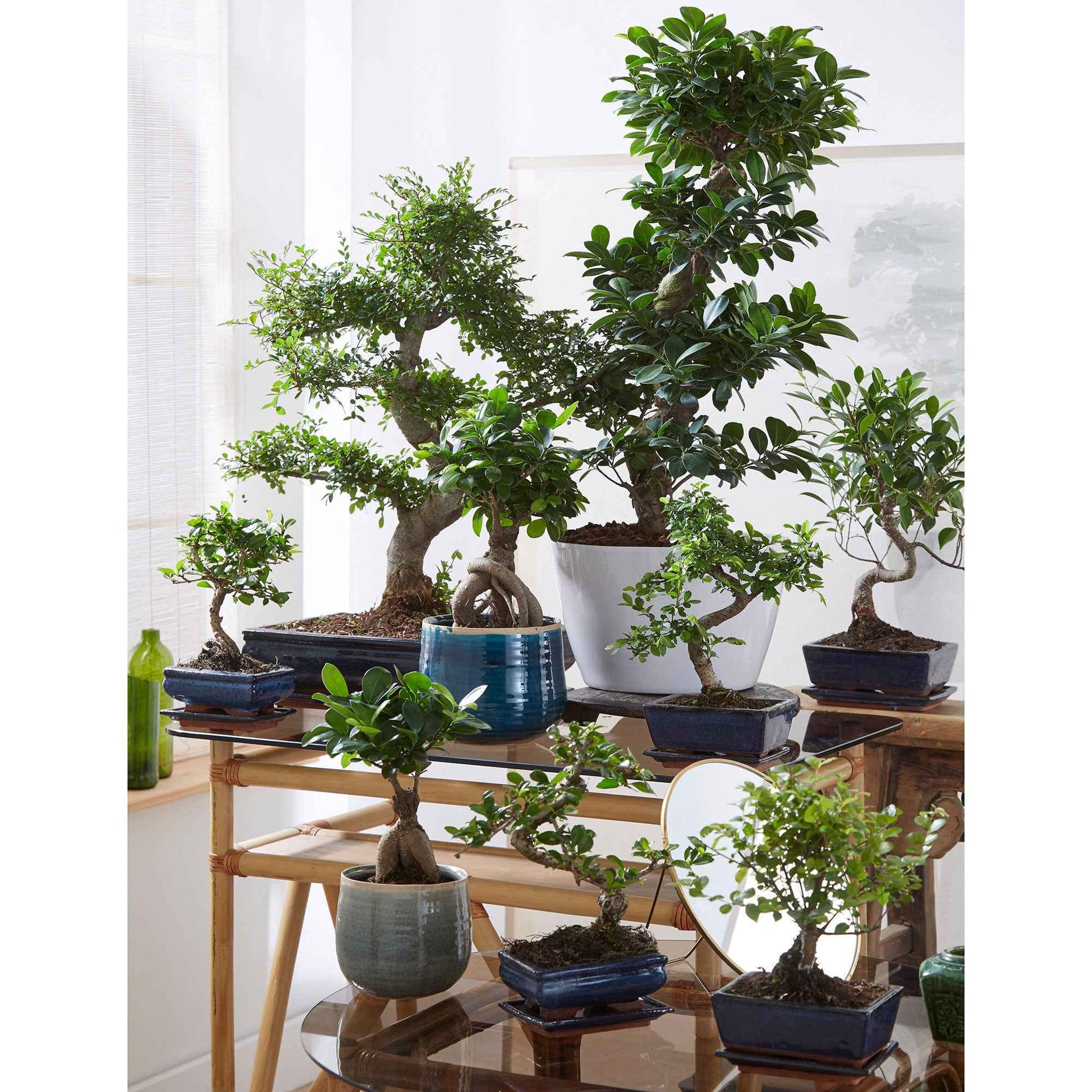 Bonsai Ficus Ginseng S-vorm incl. sierpot wit - Bonsai