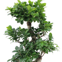 Bonsai Ficus Ginseng S-vorm incl. sierpot wit - Ficus