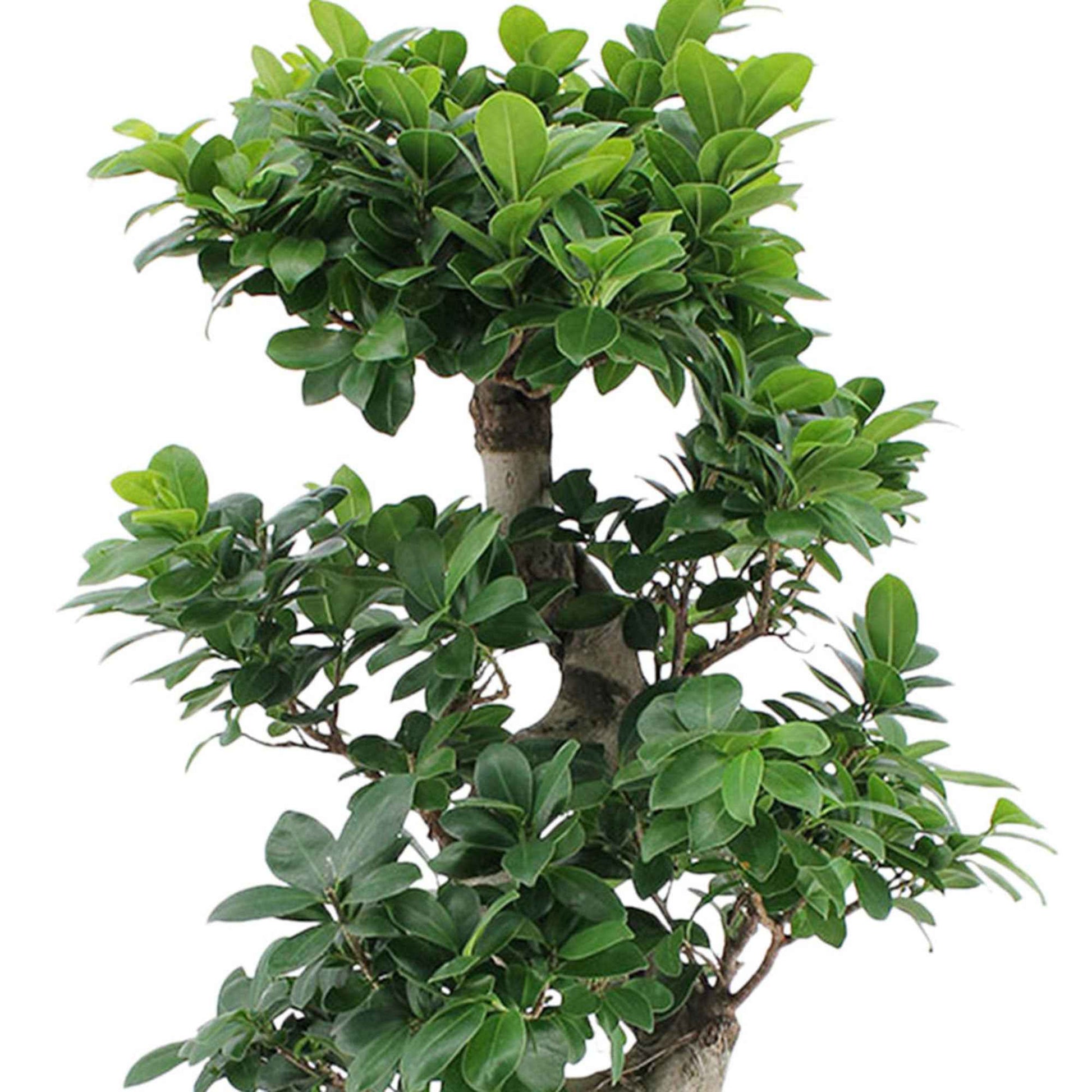 Bonsai Ficus Ginseng S-vorm incl. sierpot wit - Ficus
