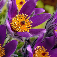 3x Wildemanskruid paars-oranje - Bare rooted - Winterhard - Alle vaste tuinplanten