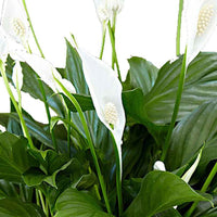 Lepelplant Spathiphyllum Pearl Cupido Wit incl. sierpot - Huiskamerplanten