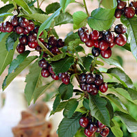 Dwerg kersenboom Prunus Musketiers Athos ® - Winterhard - Kersen