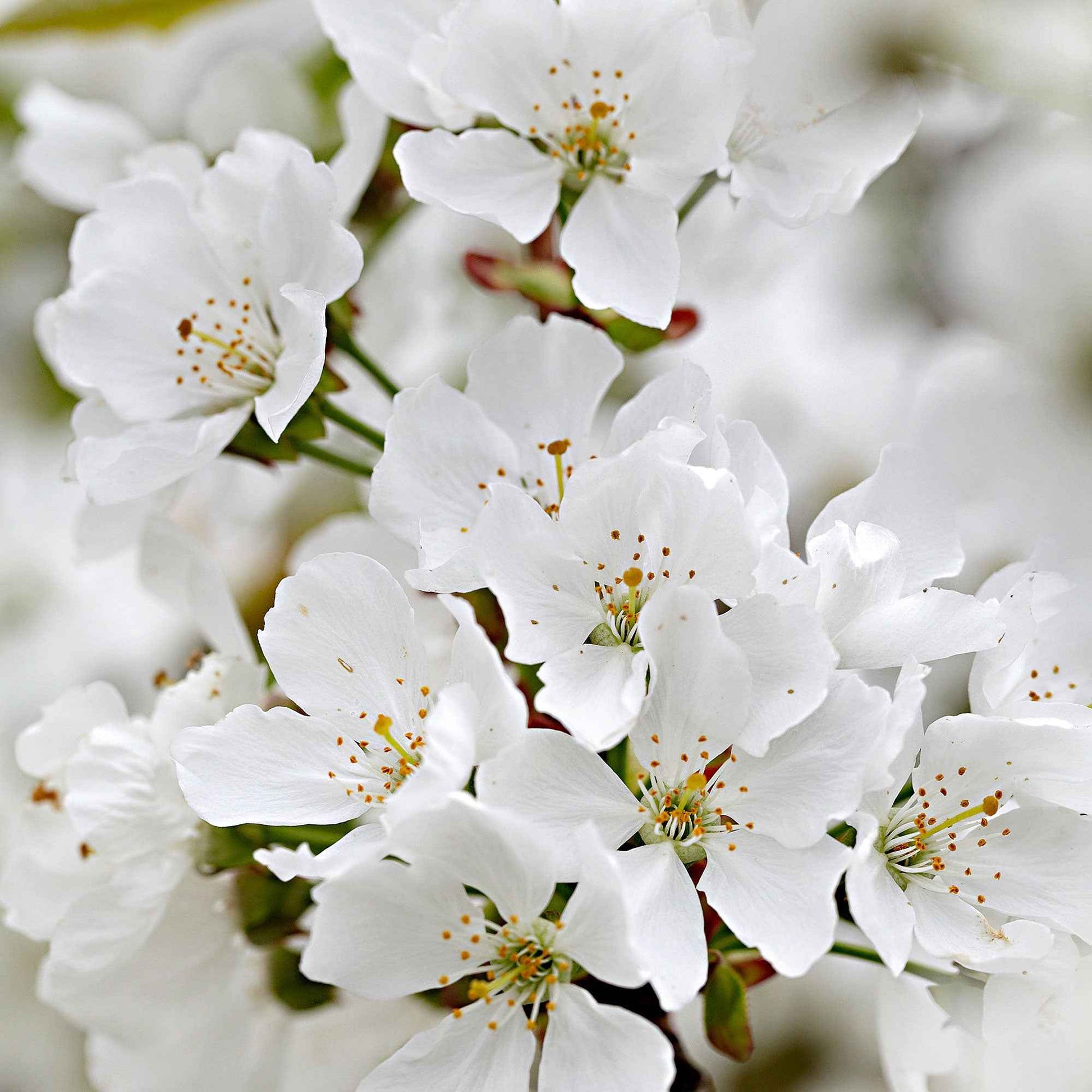Dwerg kersenboom Prunus Musketiers Athos ® - Winterhard - Fruitbomen