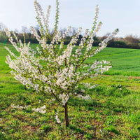 Dwerg kersenboom Prunus Musketiers Athos ® - Winterhard - Fruit