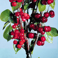 Duo kersenboom Prunus: Van + Bigarreau Napoléon - Winterhard - Fruitbomen