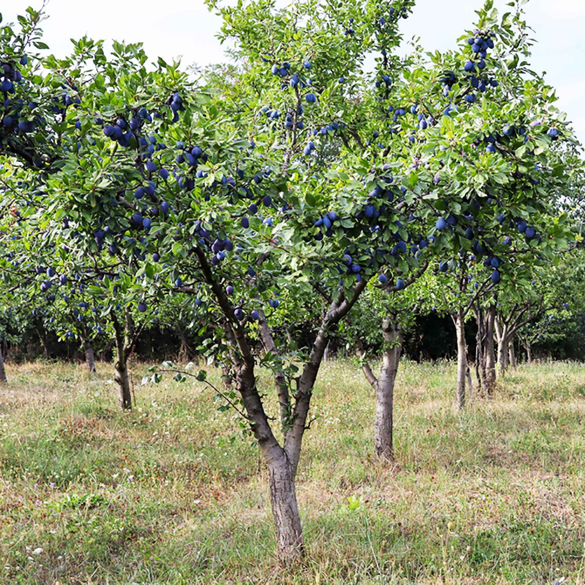 Pruimenboom Prunus Valor Paars - Winterhard - Bomen en hagen
