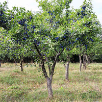 Pruimenboom Prunus Valor Paars - Winterhard - Fruit