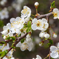 Pruimenboom Prunus Valor Paars - Winterhard - Moestuin