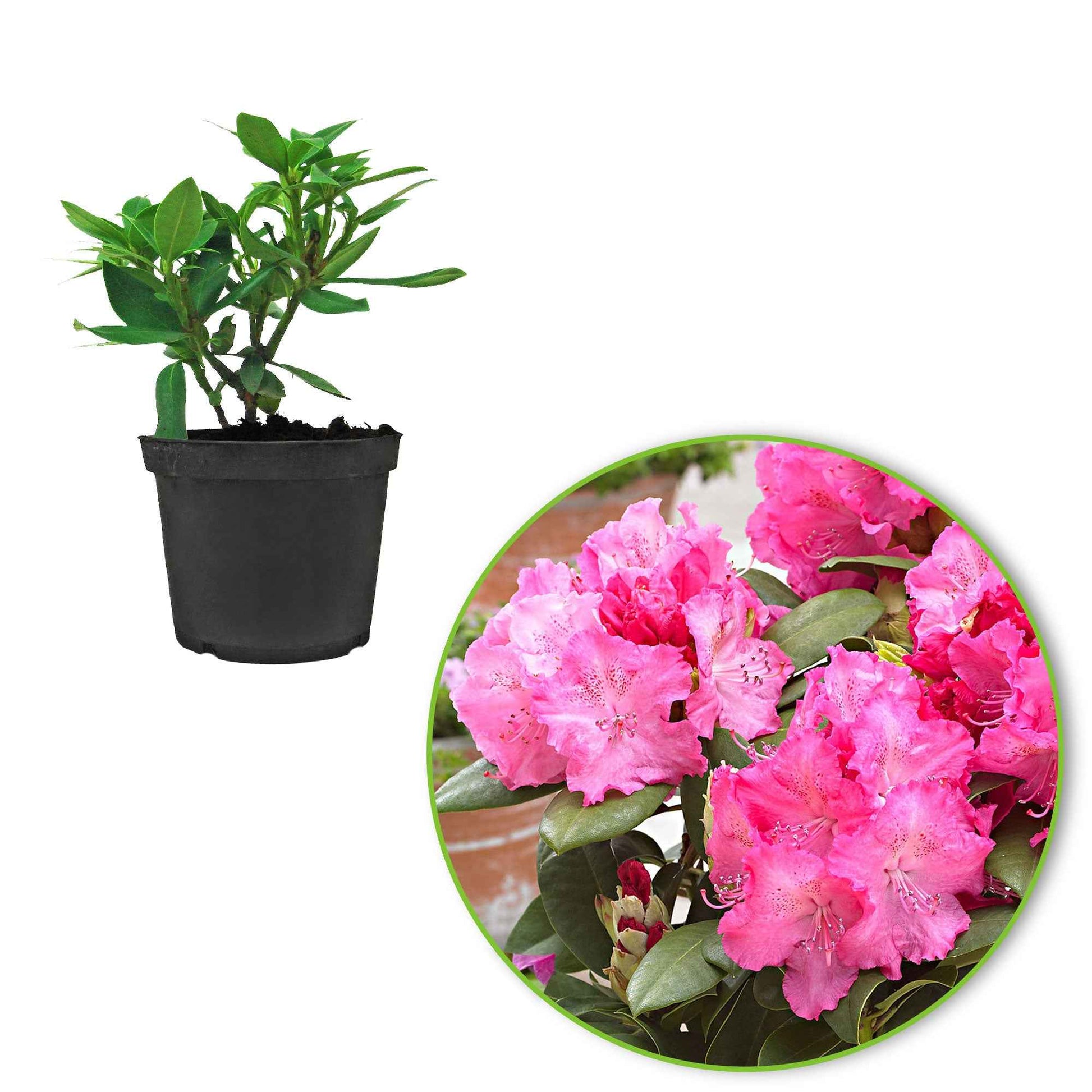 Rhododendron Germania roze - Winterhard - Bloeiende heesters