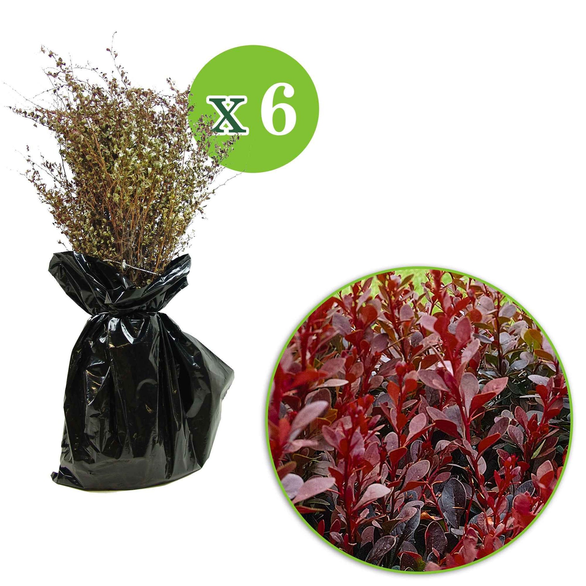 6x Zuurbes Berberis Atropurpurea rood - Bare rooted - Winterhard - Heesters