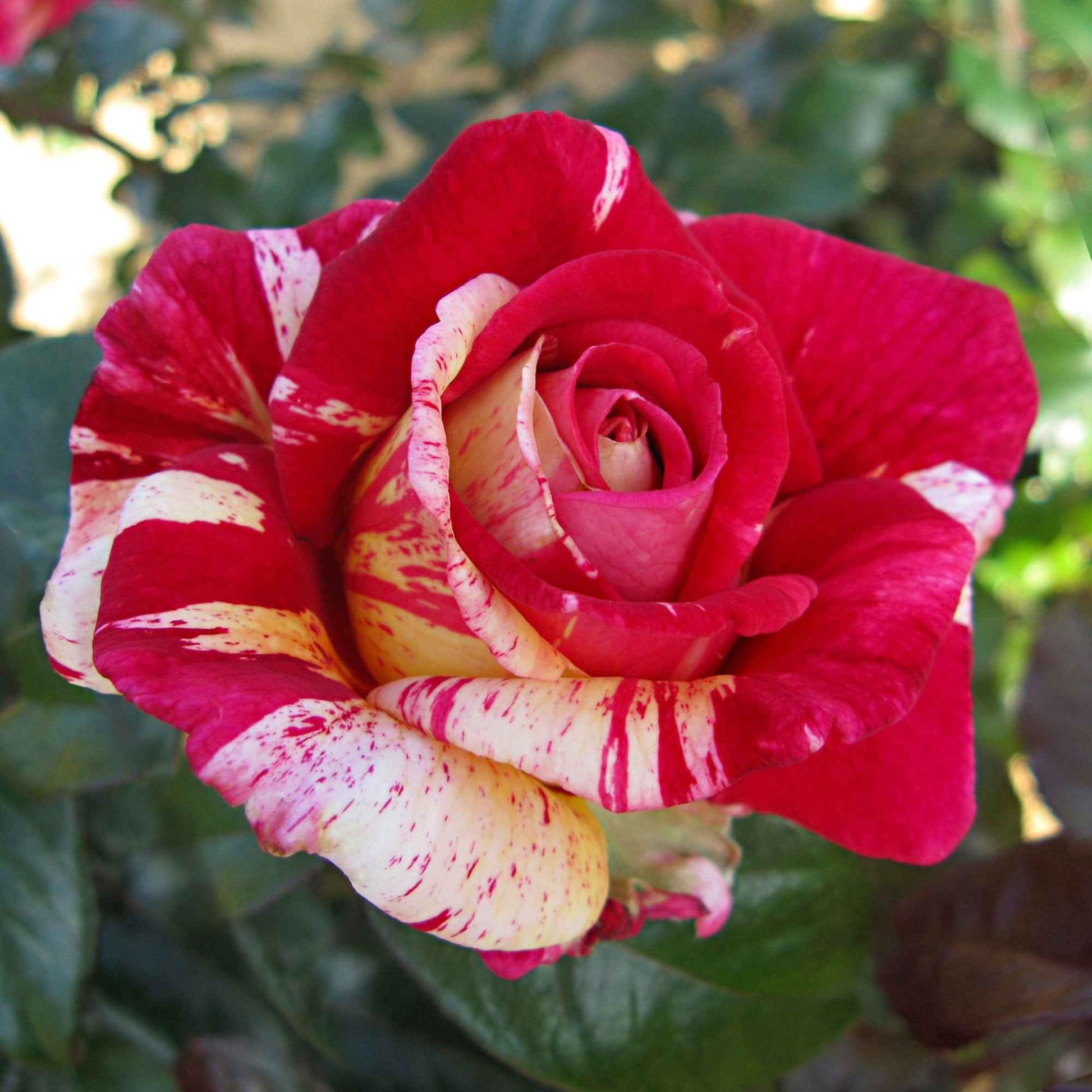 3x Grootbloemige roos Rosa Broceliande ® Rood-Crème - Bare rooted - Winterhard - Heesters