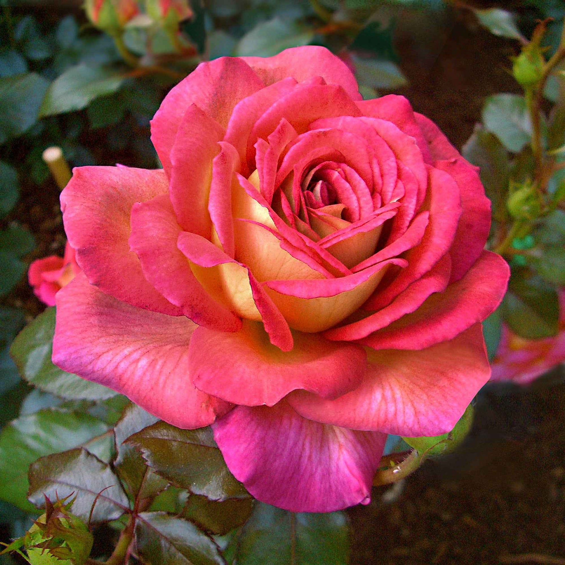3x Grootbloemige roos Rosa Parfum de Grasse ® Roze-Geel - Bare rooted - Winterhard - Grootbloemige rozen