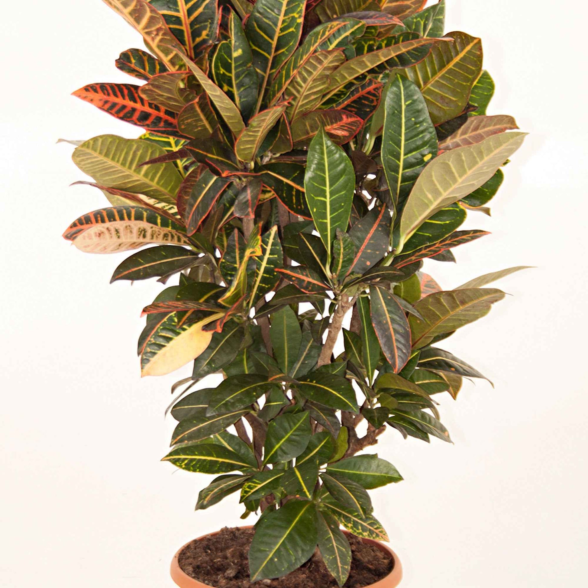 Croton Wonderstruik Codiaeum Petra XL - Huiskamerplanten