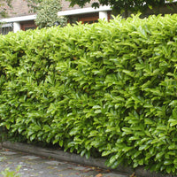 6x Laurierkers Prunus Novita - Bare rooted - Winterhard - Sierheesters
