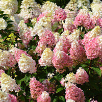 Pluimhortensia Hydrangea Sundae Fraise Wit-Roze - Winterhard - Bloeiende tuinplanten