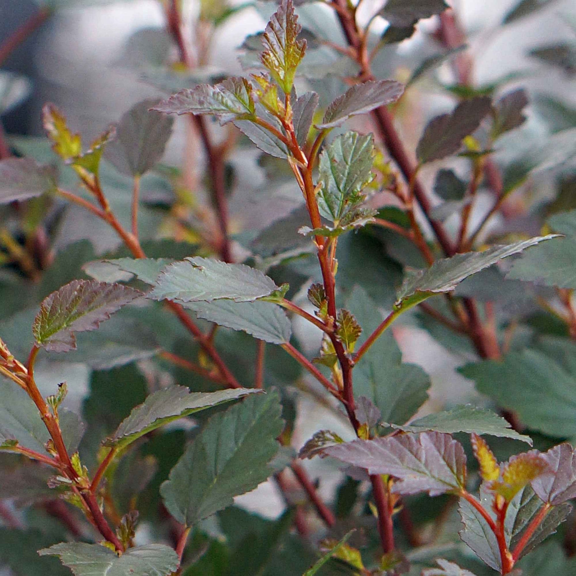 Blaasspirea Little Joker rood-roze - Winterhard - Plant eigenschap