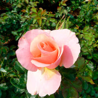 Trosroos Rosa Myveta ® Roze - Winterhard - Plantsoort